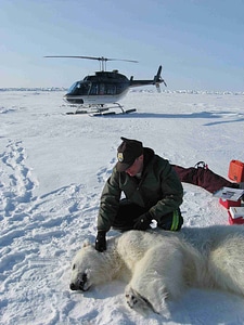 Polar bear with biologist
