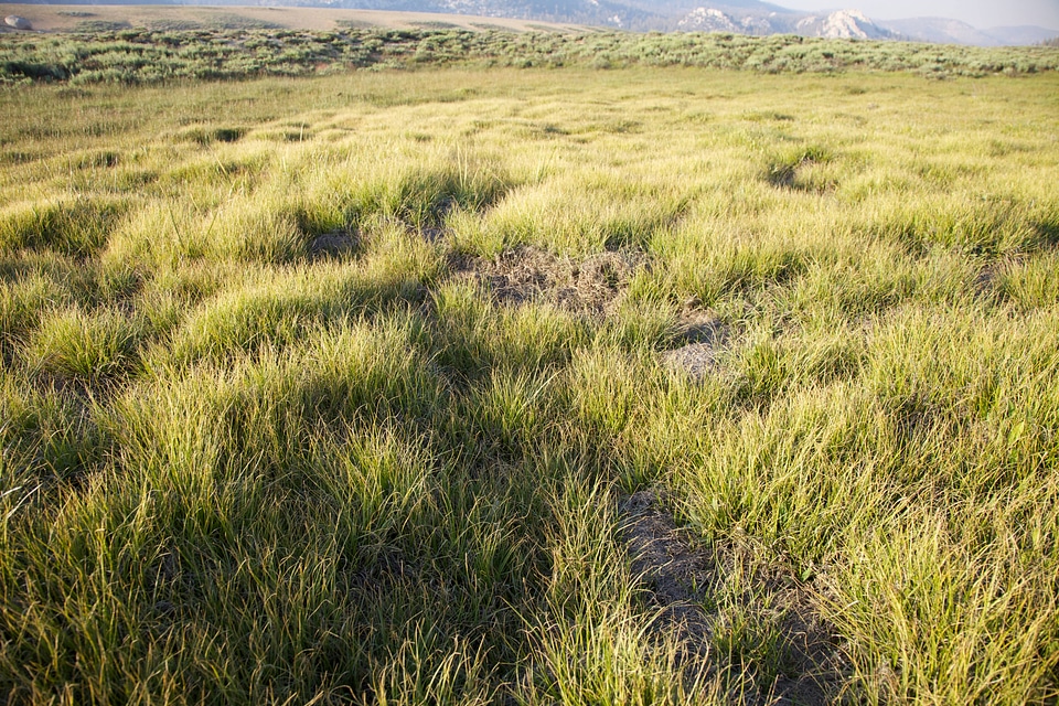 Sierra Nevada high alpine meadow-2