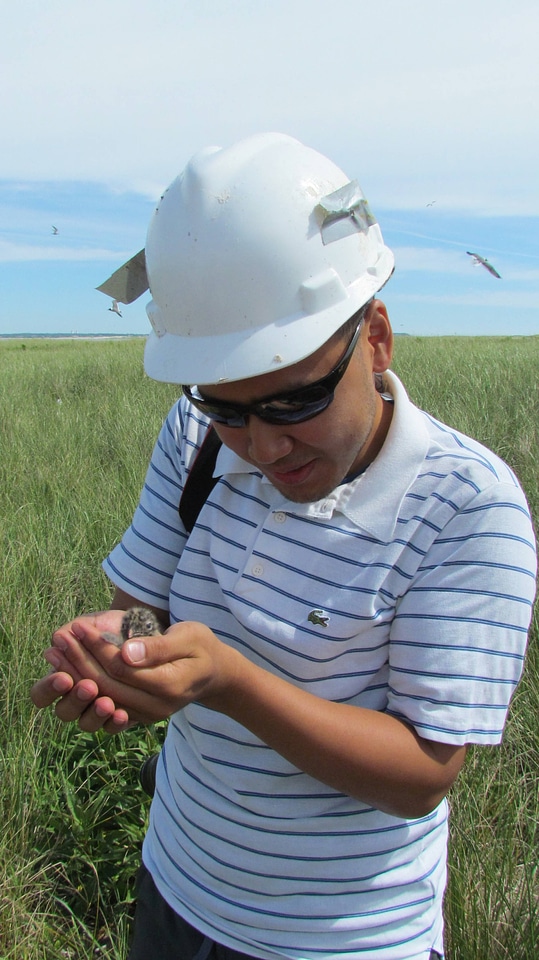 Directorate Fellowship Program intern holds a Laughing gull chick