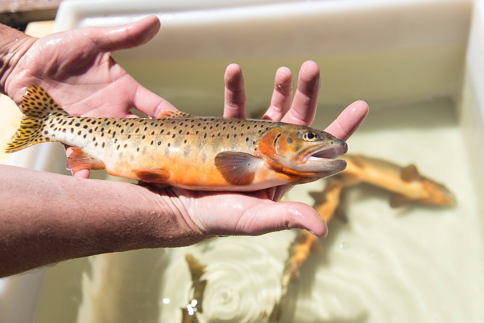Carr Creek cutthroat trout-1