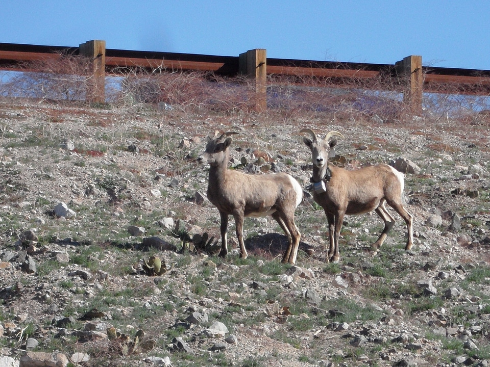 Brown horns standing