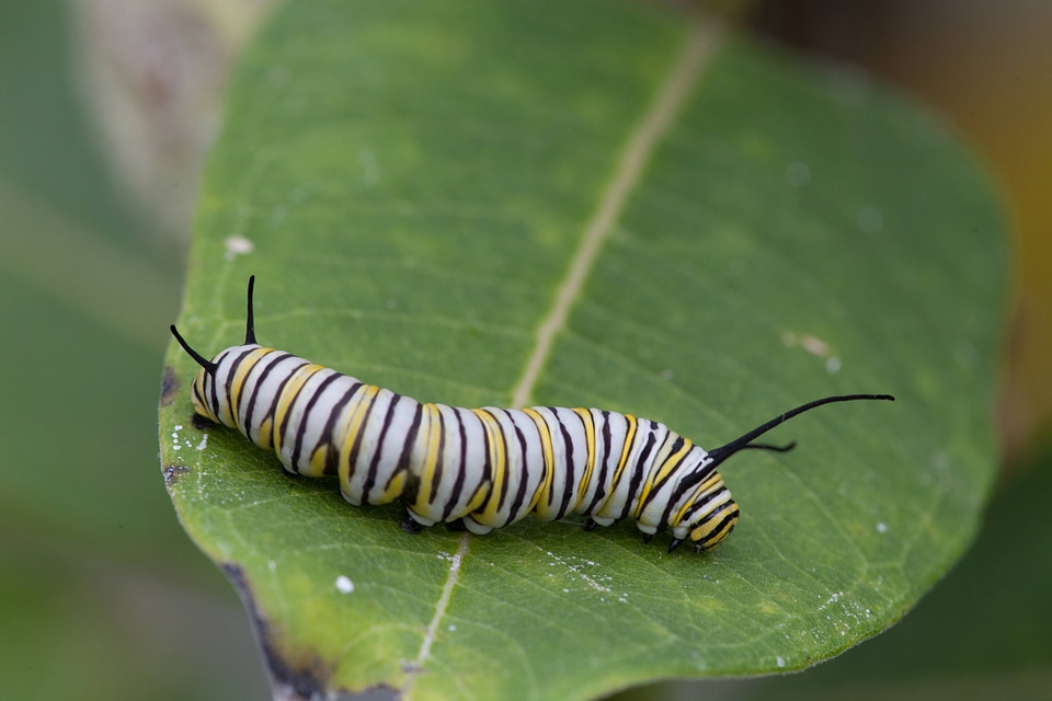 Monarch butterfly larvae feeding on milkweed-1