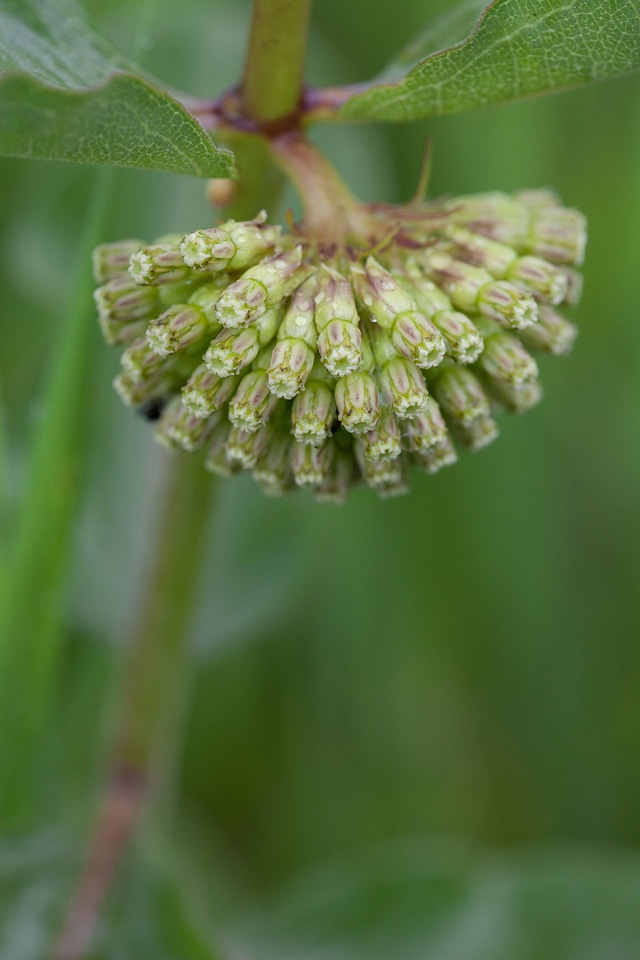 Green Comet Milkweed-1