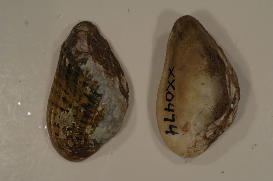 Epioblasma triquetra