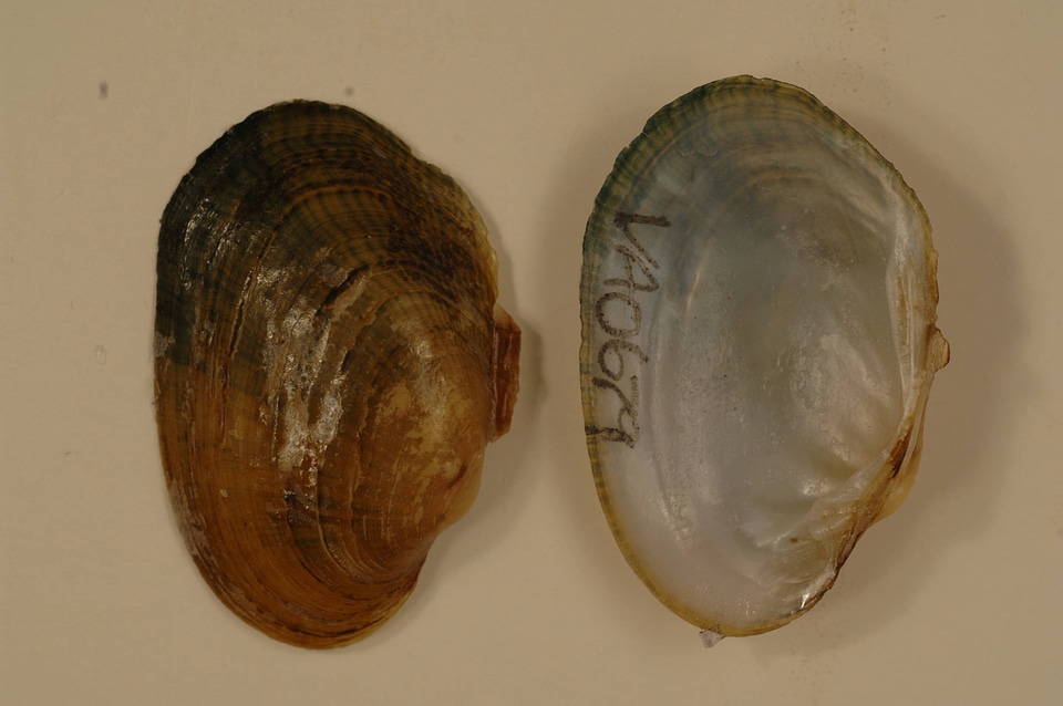 Epioblasma capsaeformis-1