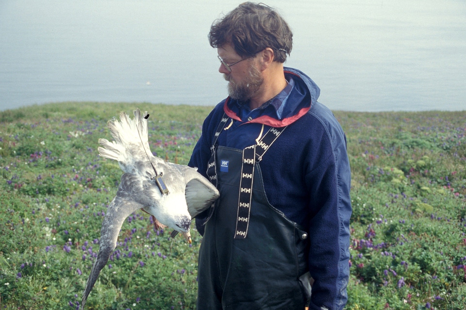 Northern fulmar with transmitter