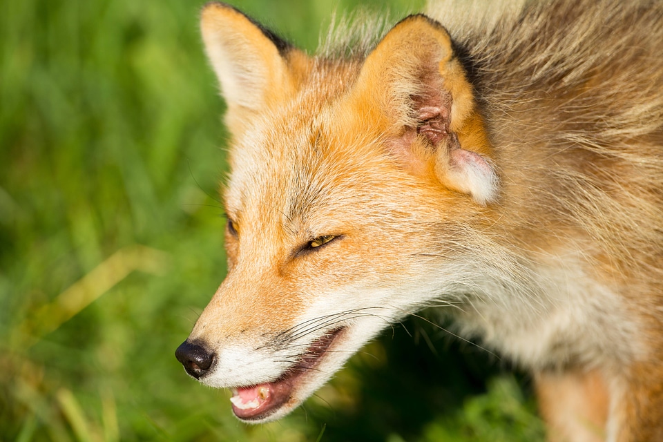 Red fox with it's mouth open