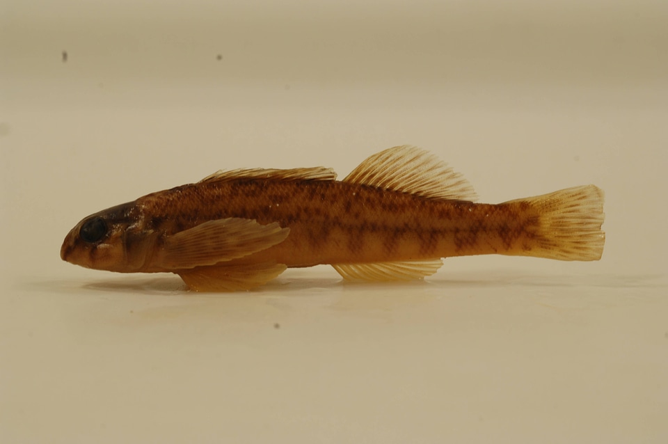 Etheostoma blennioides-1