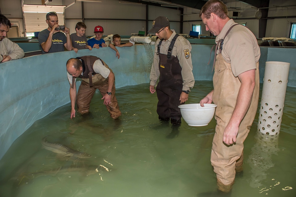 Hatchery workers spawn Endangered pallid sturgeon-2