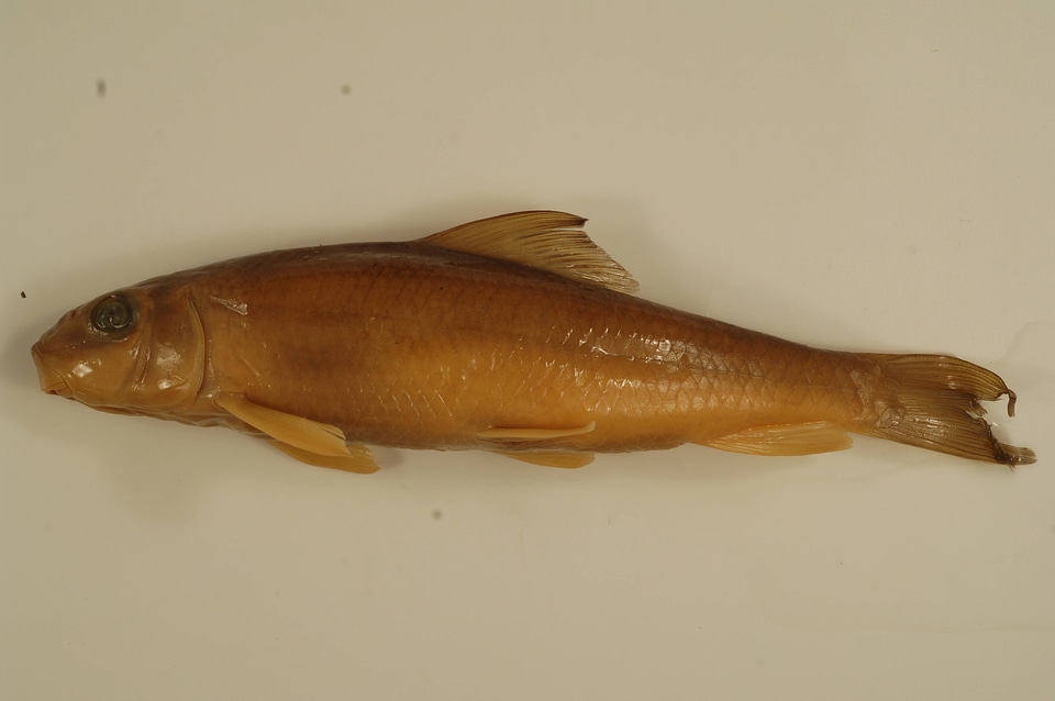 Moxostoma duquesnii-2