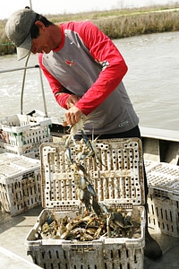 Crabs caught at the Anahuac National Wildlife Refuge photo