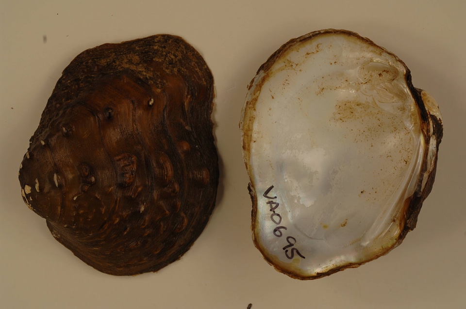 Theliderma metanevra-1