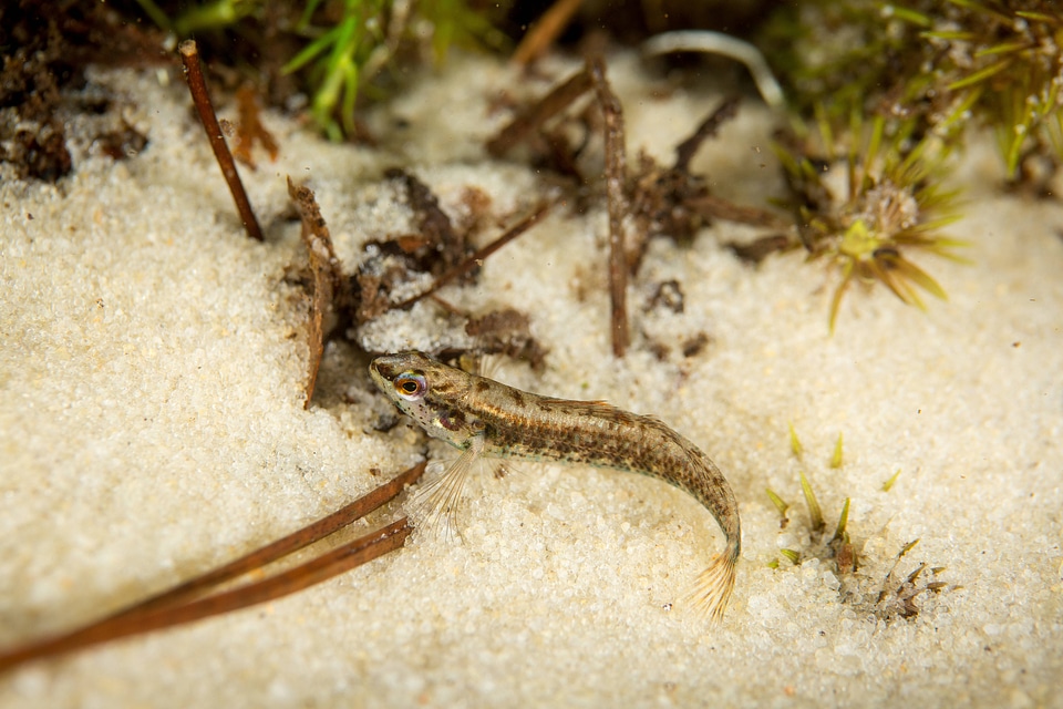 Okaloosa darter-2