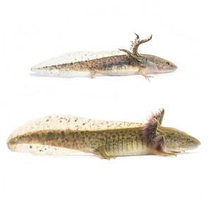 Eastern tiger salamander,larvae 25 