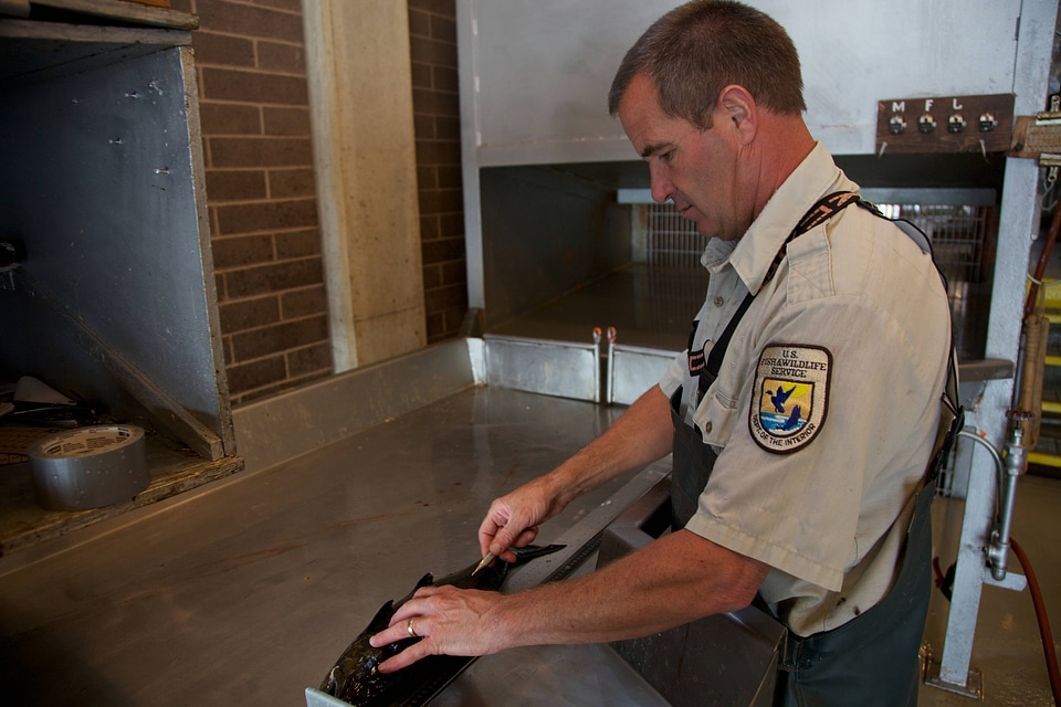 Service fish marking team member evaluates salmon-2