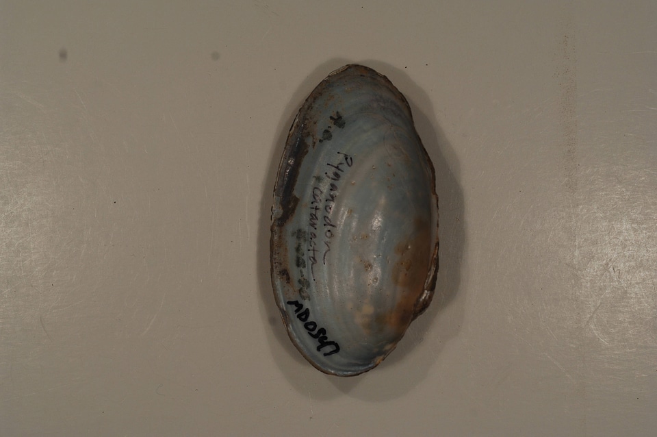 Pyganodon cataracta (inside)-2