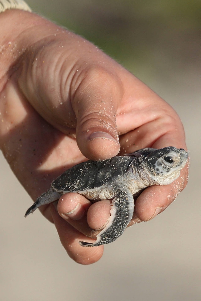 Green Sea Turtle hatchling-2