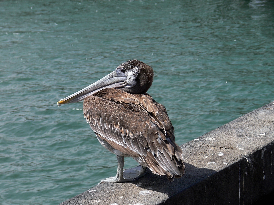 Brown Pelican, juvenile