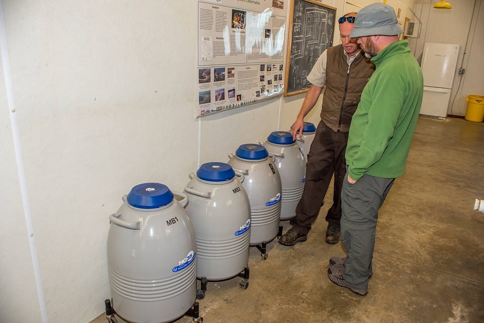 Cryogenic tanks for Pallid sturgeon sperm-1