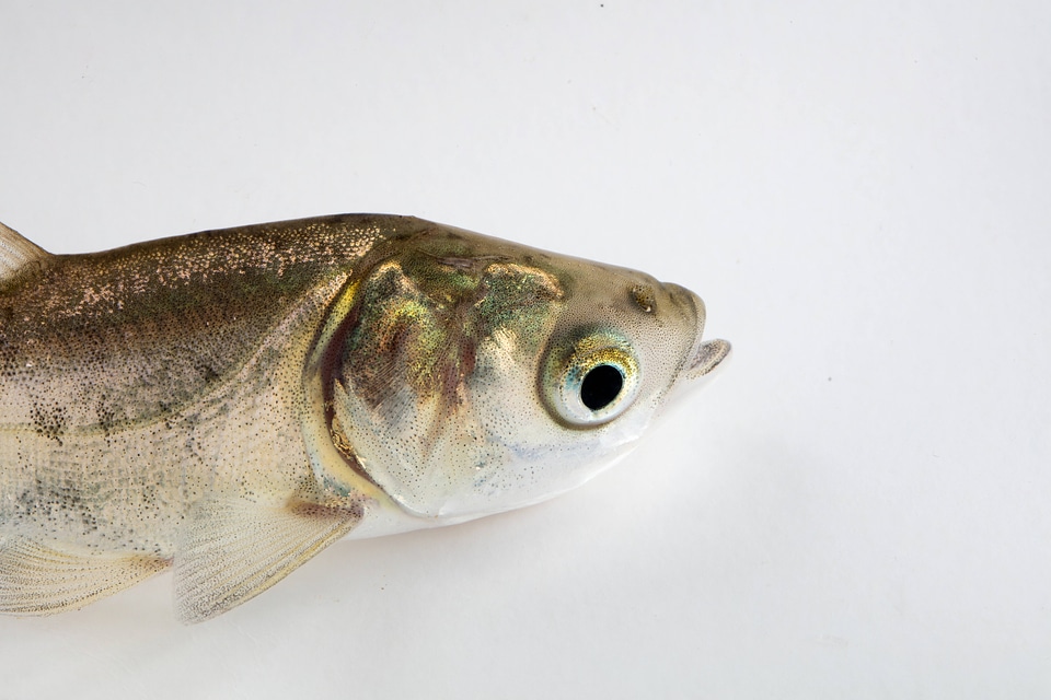 Bighead Carp Juvenile-1