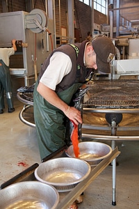 Service employee collecting Fall Chinook salmon eggs photo