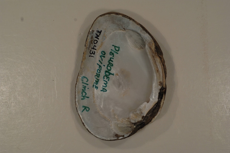 Pleurobema oviforme (inside)