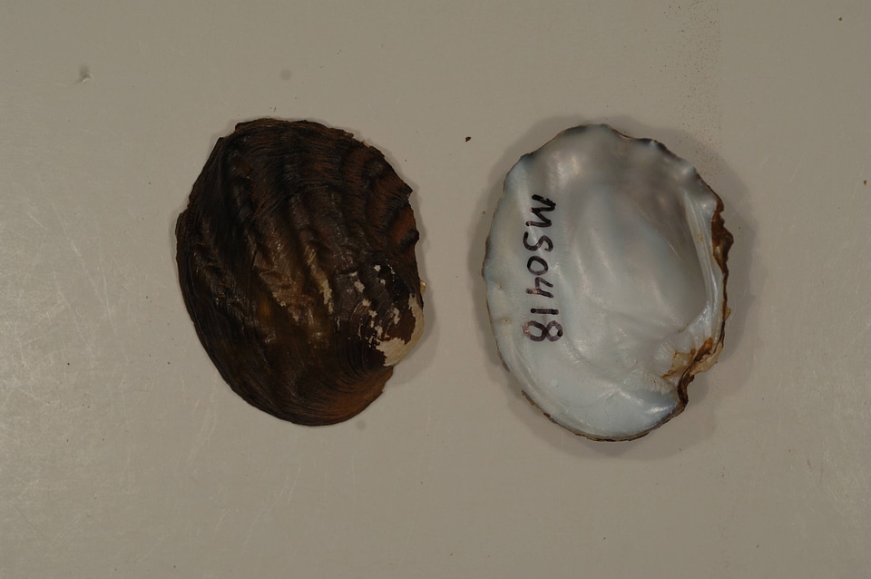Amblema plicata-1