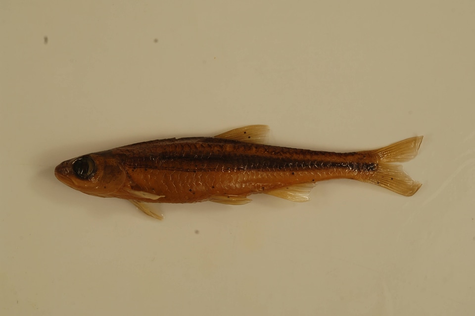 Notropis leuciodus-1