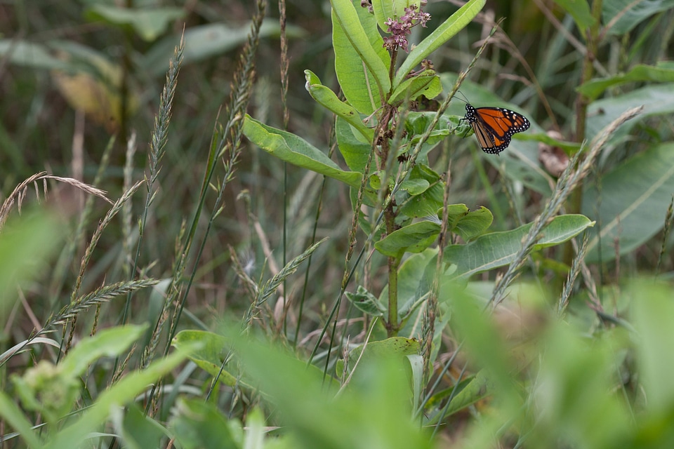 Adult monarch butterfly on milkweed-2