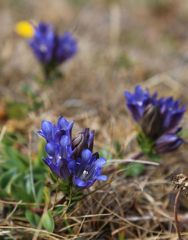 Gentiana setigera