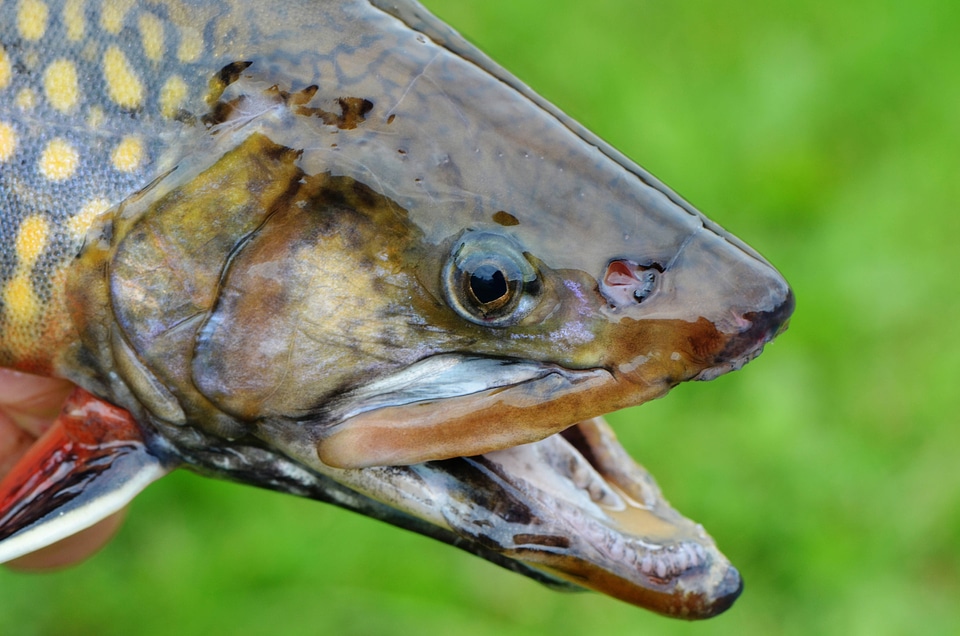 Male Coaster Brook trout