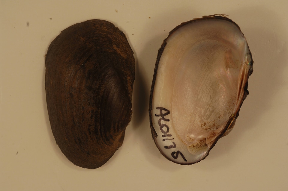 Villosa umbrans-1