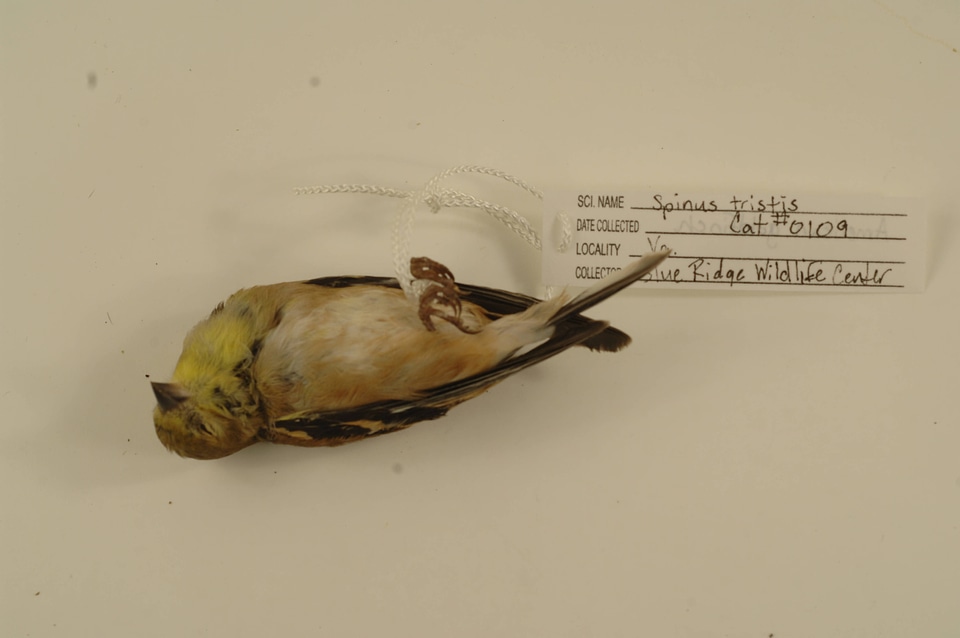 Spinus tristis-1