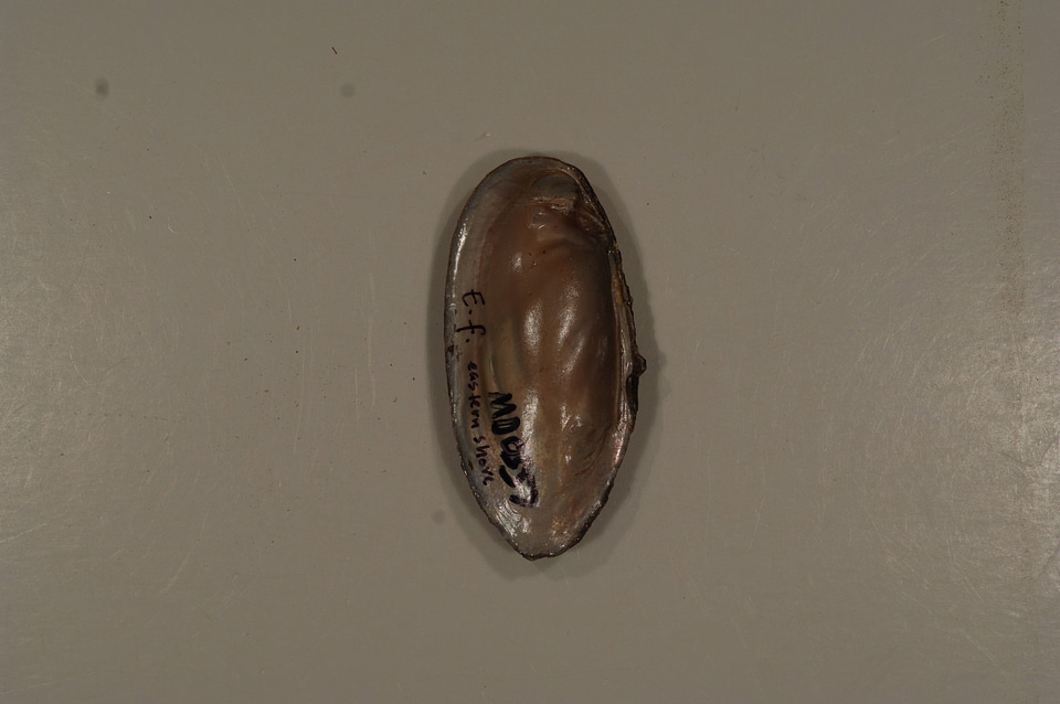 Elliptio fisheriana (inside)