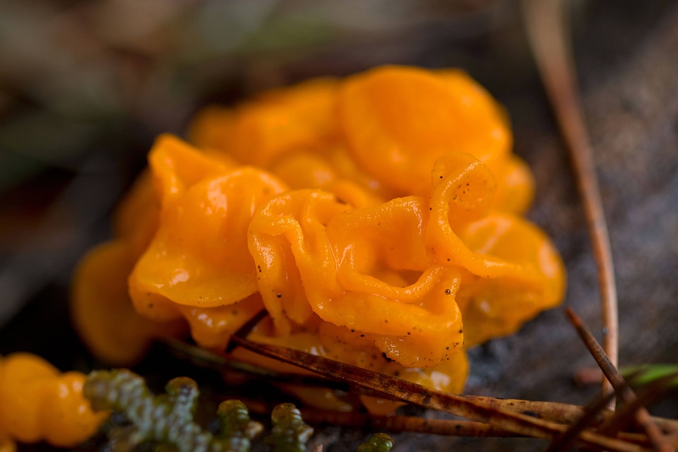 Witch's butter photo