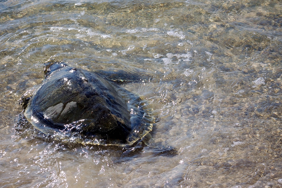 Kemp's Ridley Sea Turtle