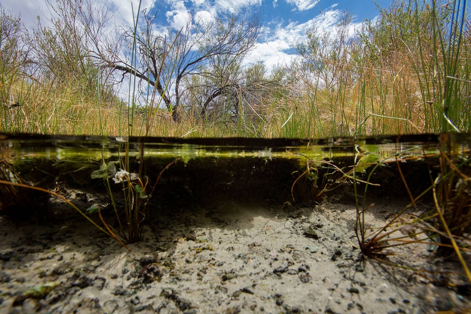 North Scruggs stream at Ash Meadows NWR-2