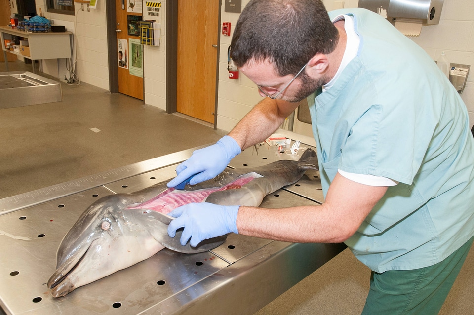 Marine Mammal Stranding Course at NCTC-1