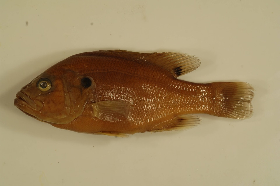 Lepomis cyanellus-2