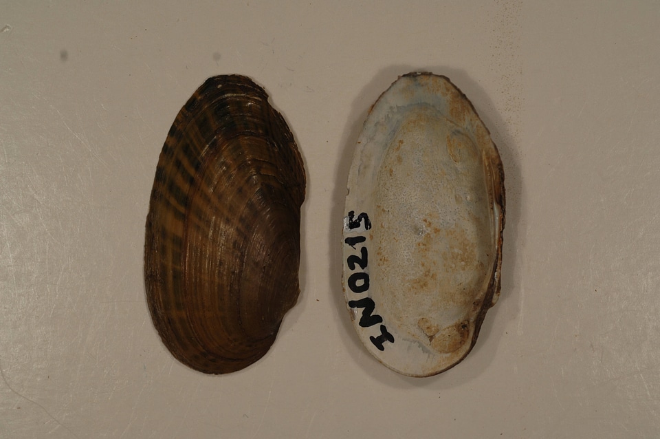 Villosa iris-2