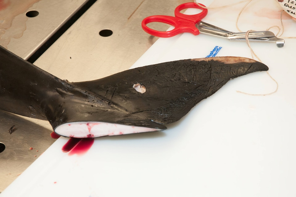 Marine Mammal Stranding Course at NCTC-4