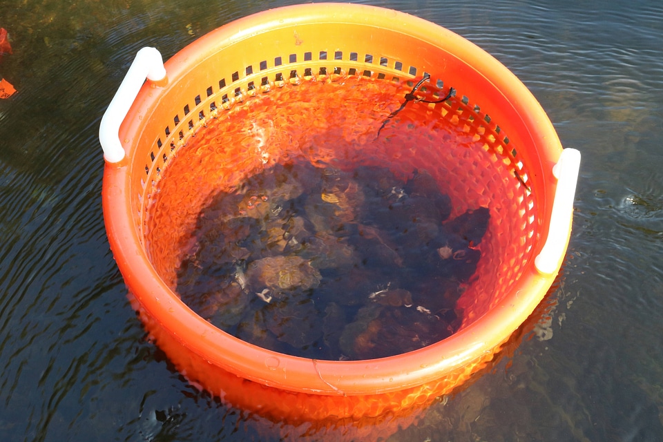 Freshwater mussels in laundry baskets