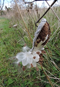 Common milkweed seed pod-1