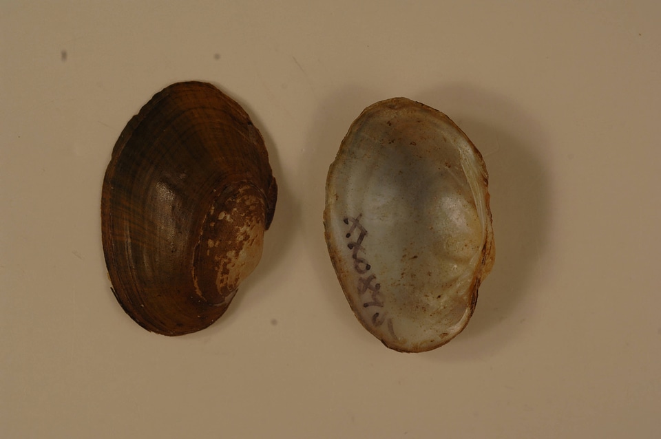 Epioblasma capsaeformis-1