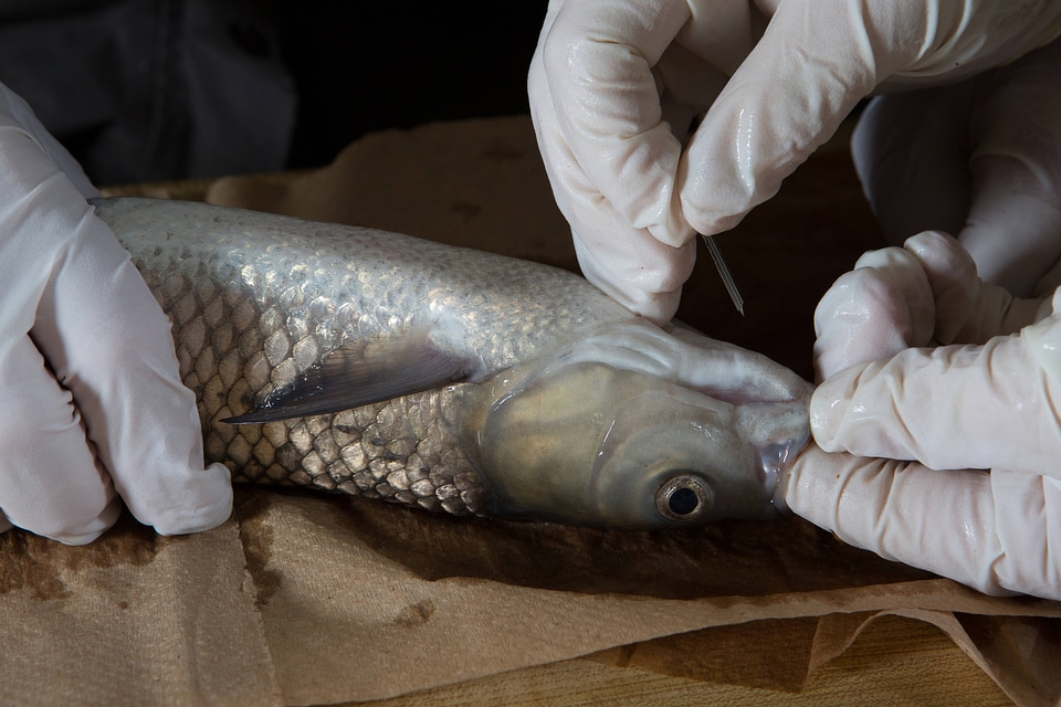 FWS biologists collect blood from a grass carp-1