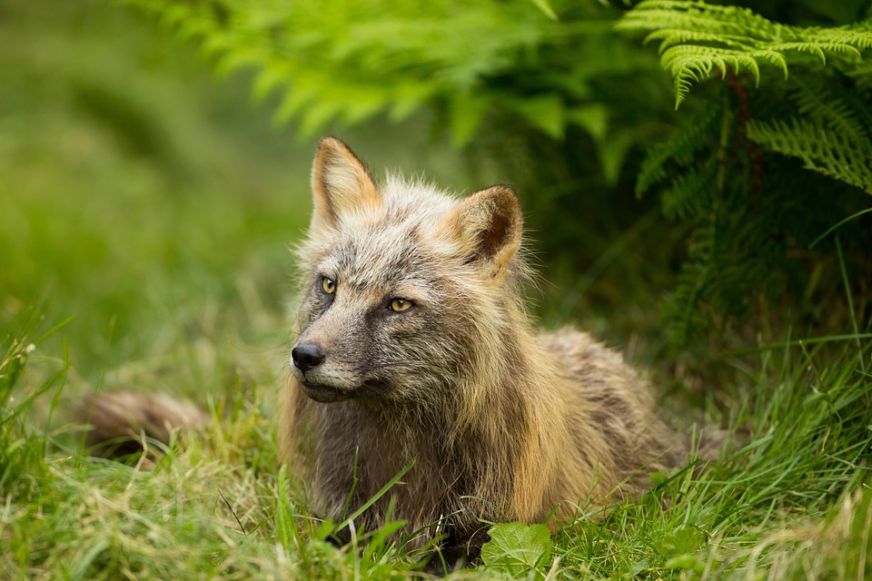 Red fox lying in the grass-1