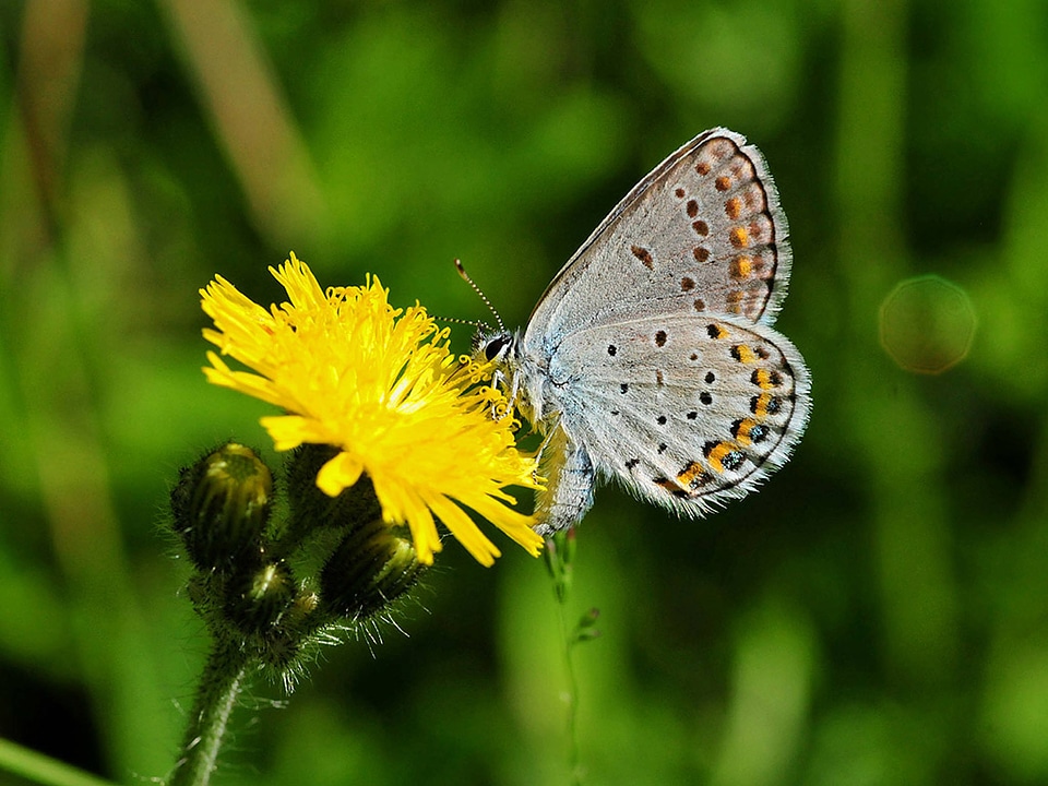 Karner blue butterfly on hawkweed