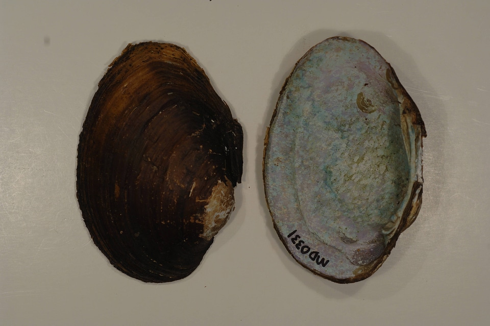 Lampsilis sp.-2