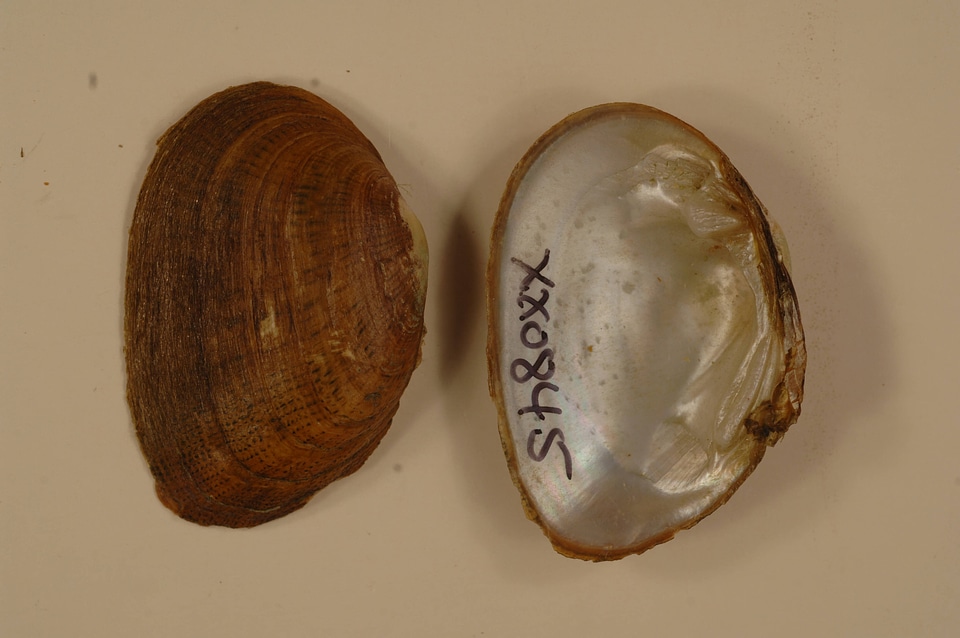 Epioblasma brevidens-1