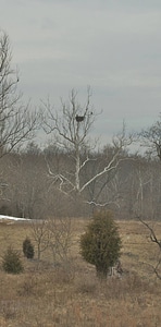 NCTC Eagle's nest-2